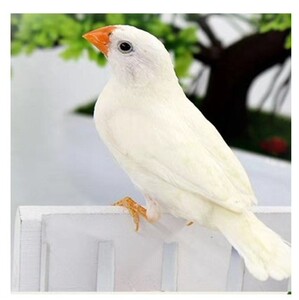 珍珠鸟一对珍珠白幼鸟