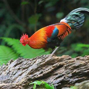 海南白耳原鸡种蛋