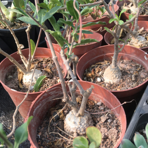 火星人块根肉肉 新手好养 办公桌阳台室内花卉 桌面盆栽奇趣美观