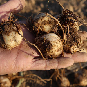 甘肃兰州食用甜百合种子种球花带根种苗500g非