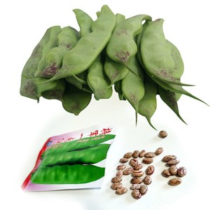 秋豆角种子晚东北油豆角种豆角籽将军一点红无筋架豆面易熟开锅烂