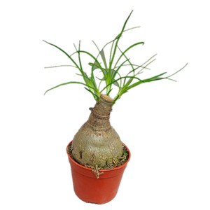 酒瓶兰多头大植物盆栽象腿树单头多头酒瓶兰n超大象腿树苗多肉植