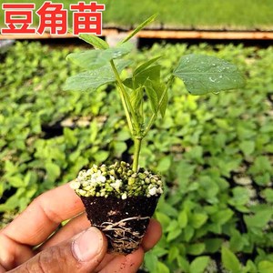 808人付款天猫中蔬种业无架豆苗豆角种籽四季地爬豇豆不搭架子阳台