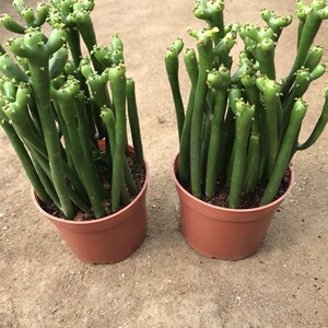 仙人指毛毛虫小型多肉红花仙人掌类防辐射仙人指螺纹形盆栽植物