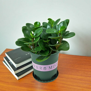 新盆栽非常吸c大碧玉树吸甲醛容烟豆瓣绿含盆绿苗易家居净化空.