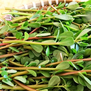野生食用马齿苋种子马芷苋半枝莲太阳花蚂蚱菜新鲜马苋菜野菜蔬菜