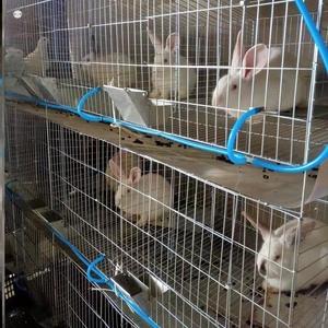 兔子养殖专用笼加粗加重2412子母种舍9大号商品兔笼兔笼位位位兔