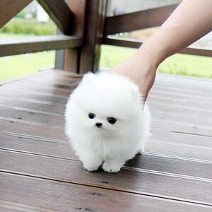 家养纯种白色博美犬幼犬哈多利长不大袖珍茶杯体俊介活体宠物狗狗