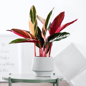 网红彩竹芋彩叶孔雀植物花y卉盆栽室内办公室多彩网红北欧绿