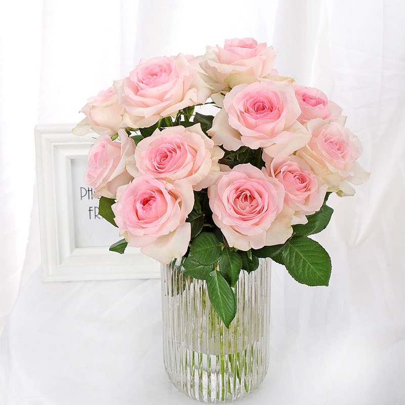 新鲜切婚礼花玫苞单头玫瑰桃求玫瑰桃红雪山大花瑰系色婚优质n.