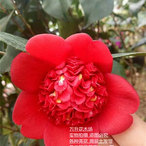 金盘荔枝茶花红色山茶花 酒天童子 红山茶盆栽 喜庆红茶花m