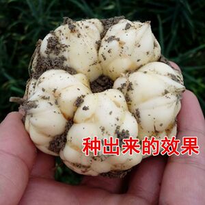 湖南高片龙牙百合种球食用百合种子非兰州鲜百合非香水百合花盆栽