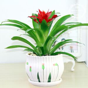 yongyueplant淘宝喜庆婚庆装饰花艺仿真绿色植物开门红盆景鸿运头