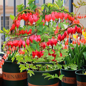 荷包牡丹花苗盆栽植物锦囊花铃心草兔儿花绿植室内外耐寒多年生