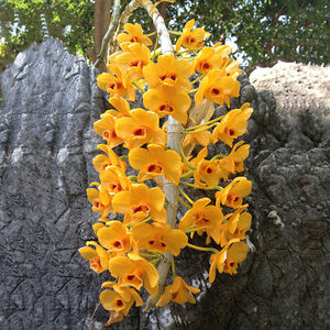 黄金石斛 兰花苗澳洲香水石斛浓香好养精品兰花苗盆栽四季开花