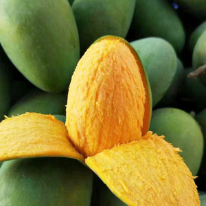 正宗覃斗鸡蛋芒果特大台农送礼5斤 10斤包邮新鲜现摘湛江雷州特产