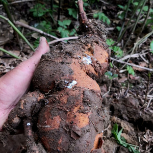 【牛皮消】寻予生活深山野生植物盆栽和平参飞来鹤白何首乌种苗