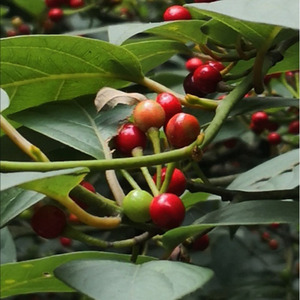 【红果山胡椒】寻予生活高山野生药材盆栽庭院植物花卉种苗