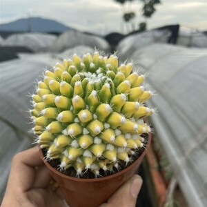 自然夏季超大植j物非常容易仙人球仙人掌类多肉室内锦开花银春迎