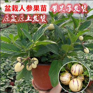 人参果树苗盆栽人参果苗带果发货可食用观果室内桌面盆栽盆景绿.