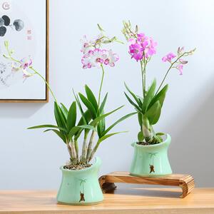 蝴蝶兰花卉客厅真花盆景家用花卉盆栽新年 装饰适合家里种植的花
