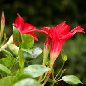 基地四季开花富贵红飘香藤双喜藤带花苞爬藤植物盆栽室内阳台