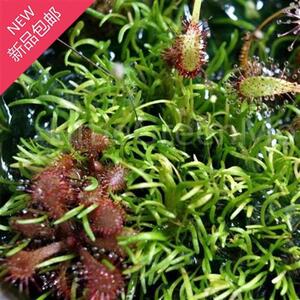 尖叶狸藻【d细叶黄花水生陆生】雨林缸造景水陆缸i耐阴