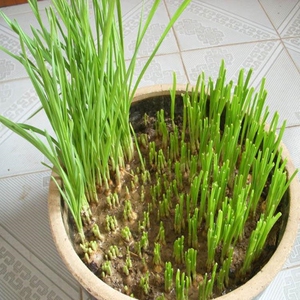 80蓉102淘宝红头蒜苗种子四季播大蒜苗种子阳台盆栽棚种香蒜硬叶