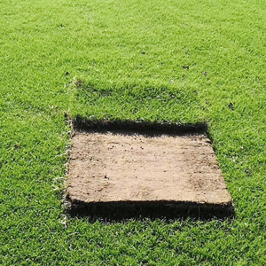 四季青草种践踏耐种籽庭院草坪草皮护坡草籽绿化黑麦草牙根狗种子