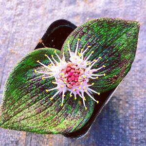 紫镜艳镜开花很香稀有块根多肉植物室内阳台风信子盆栽绿植包邮