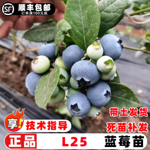 蓝莓树果苗南高丛L25蓝莓树苗早熟大果蓝莓苗南方北方盆地栽果树