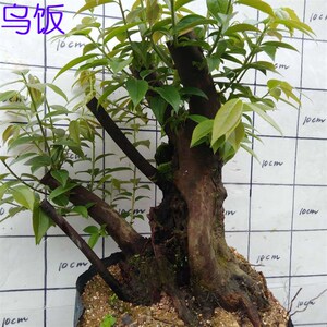 乌饭树桩盆景