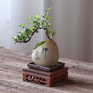 室内桌面办公桌悬崖六月雪小绿植盆栽植物茶几客厅摆件盆景好养活