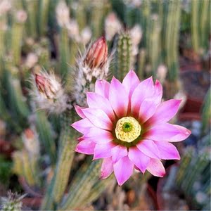 80同款货源guwei1415淘宝银钮仙人掌  鹿角柱银钮 仙人球 银纽