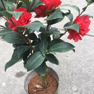 夏梦系列茶花