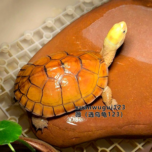 安徽小青龟