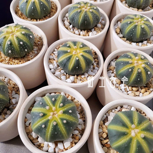 星兜药锦实生仙人球超兜的仙人球开花防辐射办公室多肉植物盆栽