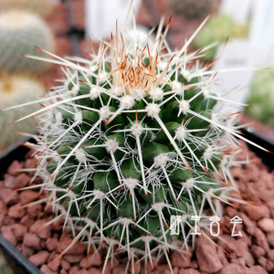 白蛇丸仙人球刺球实生仙人掌开花多肉植物室内盆栽花卉精品乳突属
