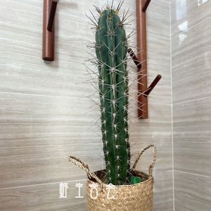 量天尺仙人柱实生