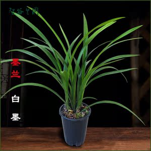 860人付款淘宝兰花仙殿白墨浓香素心墨兰宽叶兰草企