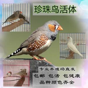 珍珠鸟活物宠物鸟真鸟十姐妹文鸟包邮一对灰色白色驼色鸣叫