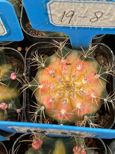 19号-瓦格牡丹锦仙人球(尺寸对比5cm盆口).一物一拍喜欢直接拍