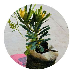 原生黄台湾罗汉松正宗造型黄芽台p湾金钻树苗可绿钻