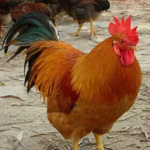 青脚麻鸡苗 九斤黄鸡苗 大红公鸡苗 三黄鸡苗 小鸡活苗