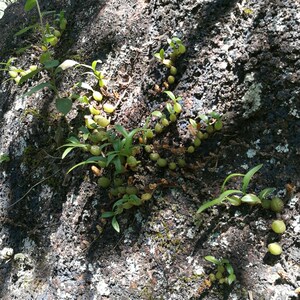 k盆栽石仙桃岩豆绿植橄山新奇植物d非常用易容石假榄秋季不含盆盆