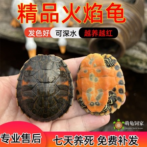 宽纹火焰龟苗子混养深水龟碌吃粪龟素食宠物龟观赏龟冷水乌龟活物