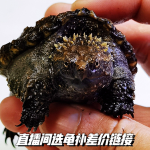 原种爆刺纯佛鳄龟宠物龟佛罗里达拟鳄龟活体鳄龟部落直播间补差价