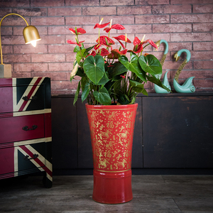 红掌植物过年室内大盆办公室开业盆栽乔迁无锡同城春节花卉盆景