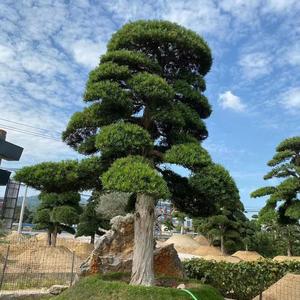 罗汉松大树迎客松黑松造型树盆景庭院别墅大门大型日本罗汉松树苗