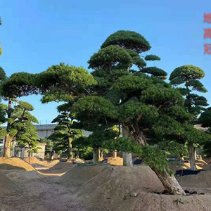 进口罗汉松造型树大树盆景树造型黑松大型别墅庭院日本迎客松树苗
